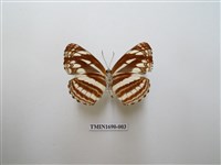 藏品(細帶環蛺蝶)的圖片